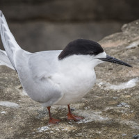 White-fronted Tern